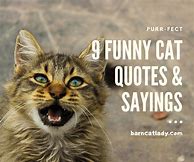 Image result for Really Funny Cat Quotes