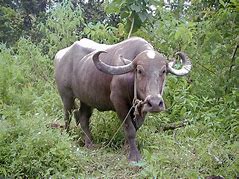 Image result for buffalo