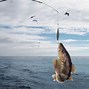 Image result for What Is an Atlantic Cod
