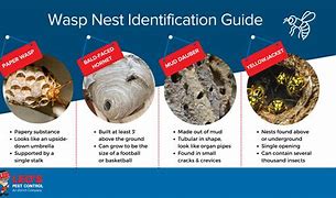 Image result for Different Types of Bees Nests