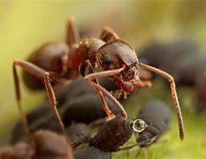 Image result for Ants Milk Aphids