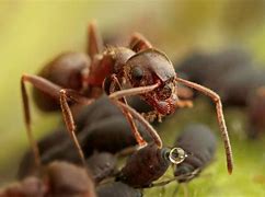 Image result for Ant Cow Aphid