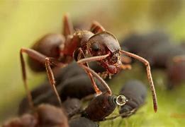 Image result for Ants and Aphids