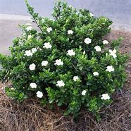 Image result for Dwarf Radicans Gardenia, 1 Gal- Dwarf Size Brings Gardenia Smell to any Landscape, Cold Hardy