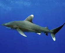 Image result for Reef Shark Species