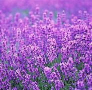 Image result for purple flower wallpapers