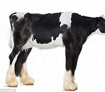 Image result for Horse Cow Hybrid