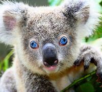Image result for Olivia Newton-John Koala Blue