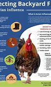 Image result for Avian Flu Symptoms