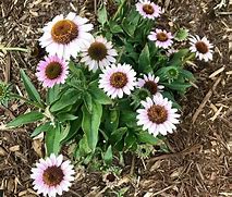 Image result for Perennial Flowers for Sun