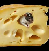 Image result for Wallpaper Throw the Cheese
