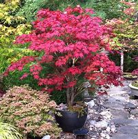 Image result for Bloodgood Japanese Maple, 1-2 Ft- Brilliant Scarlet Red Unique To This Bloodgood, Zone 5-8