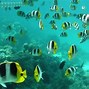 Image result for Fish Wallpaper Desktop That Moving