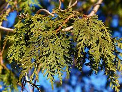 Image result for Cedar Tree Leaf