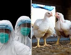 Image result for Bird Flu Pandemic