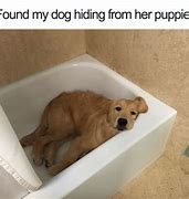 Image result for Cute Puppy Meme Funny