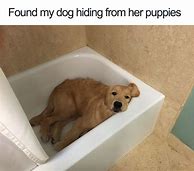 Image result for Dogs Saying Funny Stuff