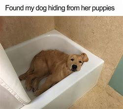 Image result for Dog Loading Meme