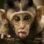 Image result for A Baby Monkey