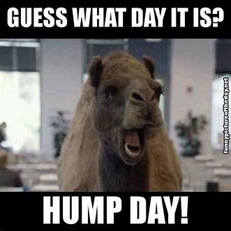 Image result for Funny Camel Hump Day