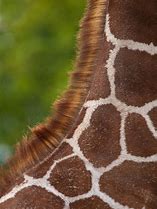 Image result for Giraffe Hair