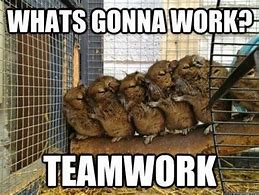 Image result for Animal Teamwork Meme