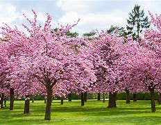 Image result for Wild Cherry Blossom Grove