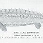 Image result for World Record Lake Sturgeon