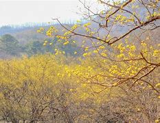 Image result for Gyeonggi Province Icheon Flowers