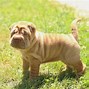 Image result for Weird Dogs From Back Yard Breeders