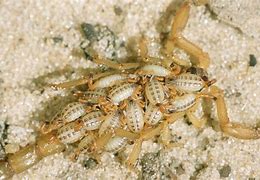 Image result for Scorpion Nest