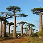 Image result for Madagascar Attractions