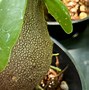 Image result for Ant Plant Care