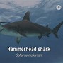 Image result for Pretty Shark Species