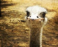 Image result for Funny Ostrich