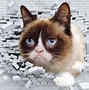 Image result for Grumpy Cat Face