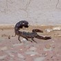 Image result for Deadliest Scorpion On Earth