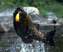 Image result for Boundary Fishing Walleye Water