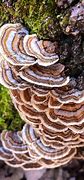 Image result for Turkey Tail Mushroom