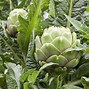 Image result for Perennial Vegetables