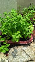 Image result for Potted Mint Plant