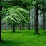 Image result for Green Forest Trees