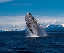 Image result for Humpback Whale Alaska