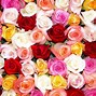 Image result for Colorful Roses Desktop Wallpaper