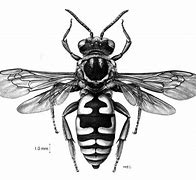Image result for Hymenoptera