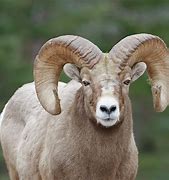 Image result for American Ram Animal