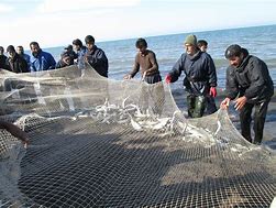 Image result for Caspian Sea Sturgeon