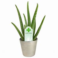Image result for Metal Aloe Plants