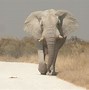 Image result for India Elephant