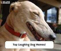 Image result for Laughing Dog Meme